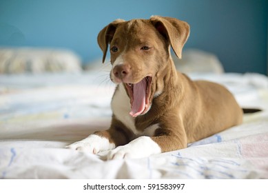 Brown Dog Yawning On The Bed