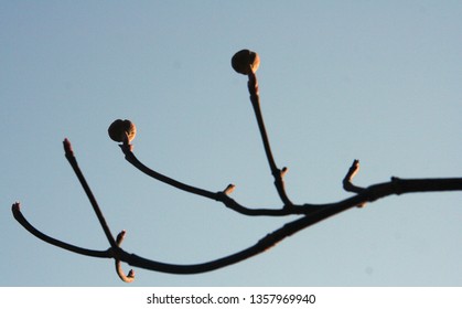 brown dogwood berries before bloom with light blue sky