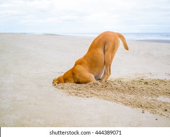 Brown Domestic Dog Hides Its Head In The Sand Hole, Escape From Failure Concept