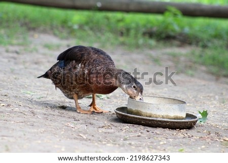 A brown domestic duck in the farmyard, eating or drinking water from a metallic bowl.