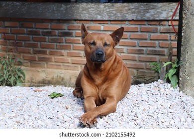 Brown Domestic Guard Dog Sitting Guard Its Home