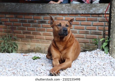 Brown Domestic Guard Dog Sitting Guard Its Home