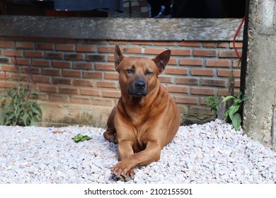 Brown Domestic Guard Dog Sitting Guard Its Home