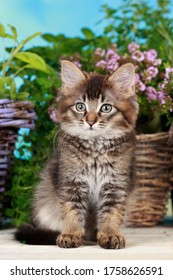 Brown domestic kitten with summer flowers