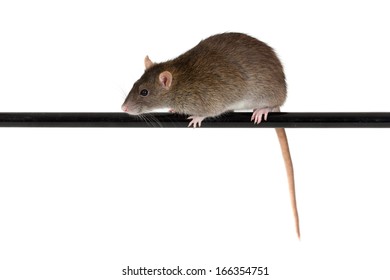 Brown Domestic Rat On Black Pole, Isolated