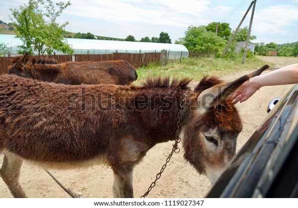                                The brown donkey \
asking for food.