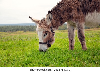 Brown donkey in a green field. Adorable farm animal portrait in a rural setting, perfect for showcasing agricultural and countryside life.