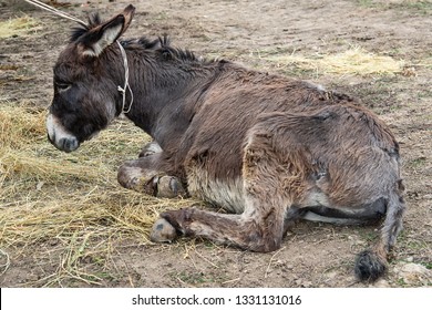 Brown donkey lying on the ground (Equus asinus)