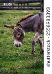 A brown donkey peacefully grazing in a green meadow on a farm. The donkey’s soft fur and calm demeanor reflect a serene rural scene, surrounded by lush grass and wooden fences in the background