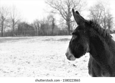 Brown Donkey In The Snow