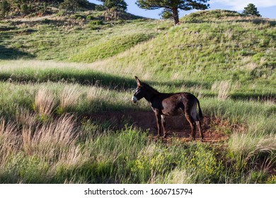 A brown donkey standing in a dirt patch after rolling in the afternoon sunshine at Custer State Park, South Dakota.
