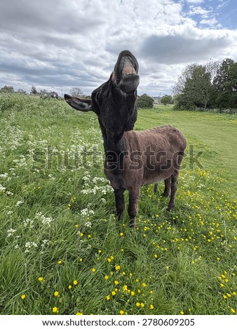 Brown Donkey Standing In A Field Pulling A Funny Face