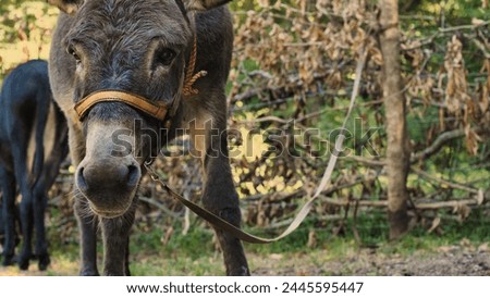 A brown donkey standing in a green field, grazing under the bright sunlight. The serene rural landscape forms a tranquil backdrop, highlighting the donkey's role in country life and agriculture