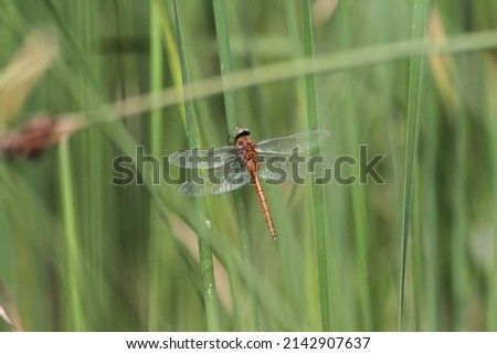 brown Dragonfly on grass in the nature