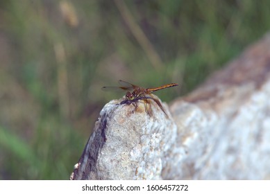 brown Dragonfly rests on a garden rock.
