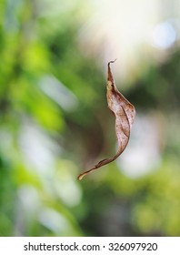 Brown Dried Leave Floating In The Air, As Magic Power Show With Easy Photography Trick Outdoor With Natural Green Environment Background.