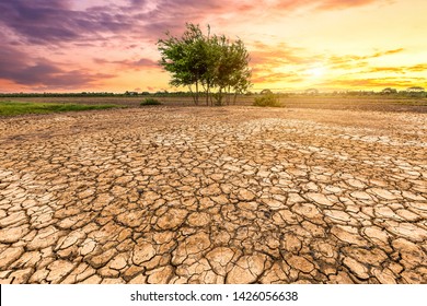 Brown Drought Dry Land Soil Or Cracked Ground Texture And Green Tree With From Agriculture Barren On Orange Sunset Sky Background,Global Warming.