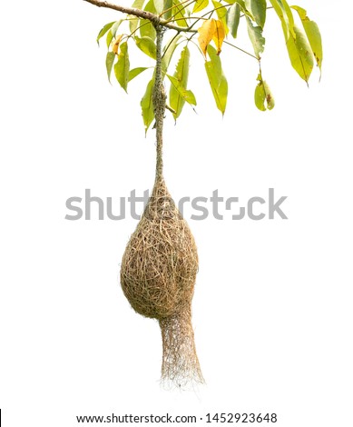 Brown dry grass bird nest of Weaver bird hang on the tree isolated on white background