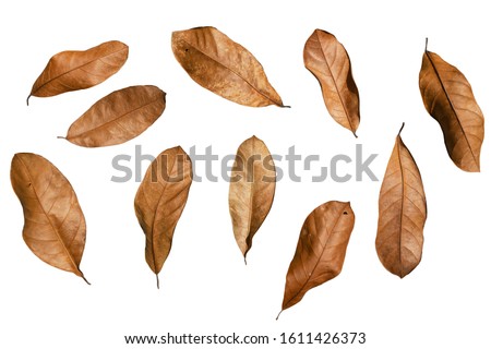 Many​ Brown dry leaves in​ variety of shapes.​ In the autumn season.​ On a white background​ isolated.