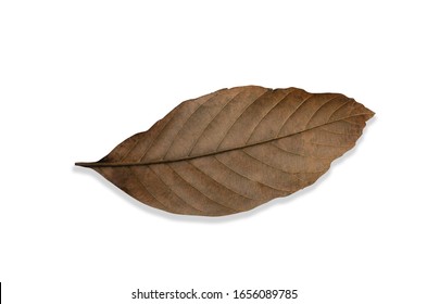 Brown dry leaves with a white patterned background