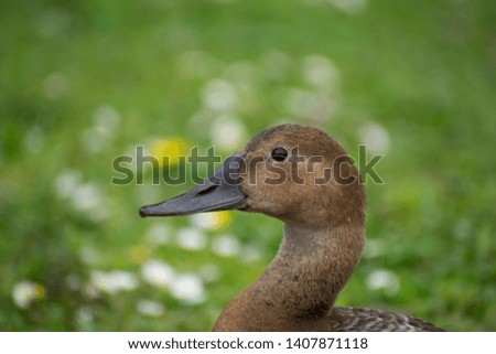 Similar – Small duckling in the grass