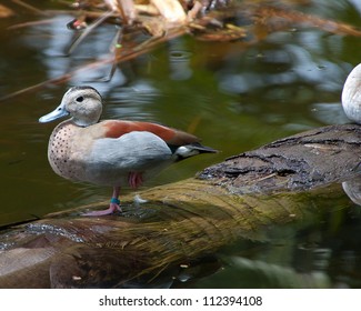 Brown Duck At Garden Of The Groves Freeport Bahamas