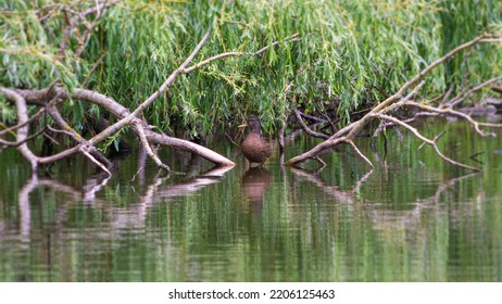 Brown Duck With Nice Tree Branches Around