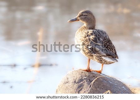Brown Duck on Brown Rock Near Body of Water