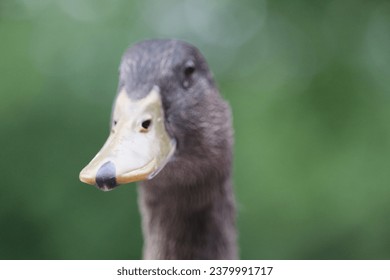 Brown duck at the park near the pond fluffing feathers and spreading wings waddle - Powered by Shutterstock