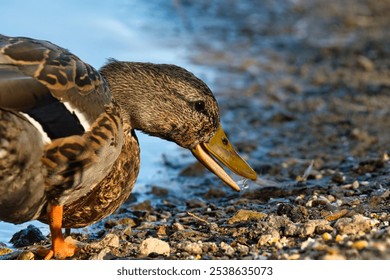 A brown duck standing on a gravel shoreline, searching for food in the shallow water. - Powered by Shutterstock