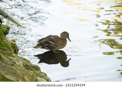 Brown Duck Swimming on Calm Reflective Water. Brown duck swimming on calm, reflective water with greenish hues and light ripples - Powered by Shutterstock