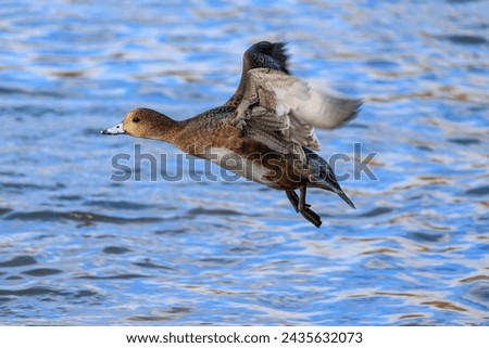 Brown duck taking flight near the lake.