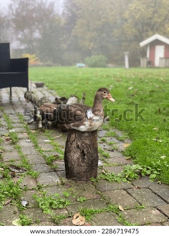 A brown duckling sits on a treestump on a foggy morning.