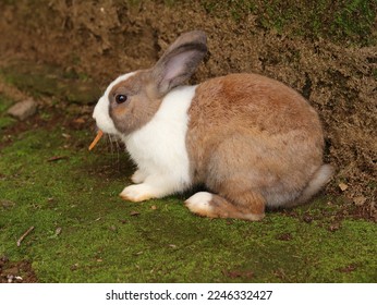 brown dutch rabbit eating carrots seen from the side