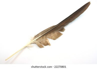 Brown Eagle Feather Isolated On White Background