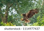 brown eagle in flight