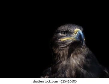 Brown eagle on black background
