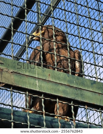 A brown eagle is perched inside a green metal cage with a mesh fence. The bird's sharp yellow beak and piercing eyes stand out, with a clear blue sky visible through the gaps in the background.