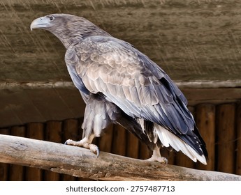 Brown Eagle Perched In Side Profile, Tense Posture Suggests Imminent Takeoff Or Hunting Readiness, Dramatic