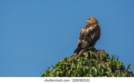 Brown Eagle Sitting On A Tree