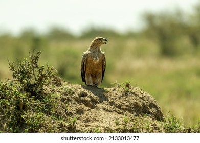 Brown Eagle Standing On The Ground With Its Beak Open