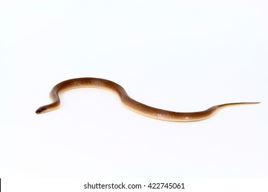 Brown Earth Snake Facing Left Stock Photo 422745061 | Shutterstock