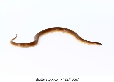 Structure Roundworm Ascaris Stock Illustration 1057779155 | Shutterstock