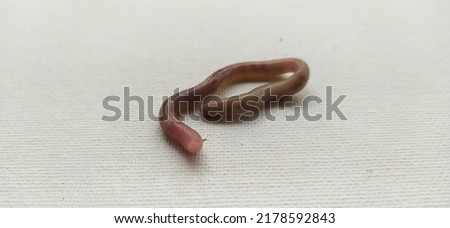 Brown earthworm known as redworm, angleworm, rainworm, nightcrawler, annelida, lumbricus, fetida, humus, eisenia, lumbricidae, dendrobena isolated on white floor background and copy space Closeup view