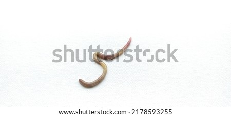 Brown earthworm known as redworm, angleworm, rainworm, nightcrawler, annelida, lumbricus, fetida, humus, eisenia, lumbricidae, dendrobena isolated on white floor background and copy space Closeup view