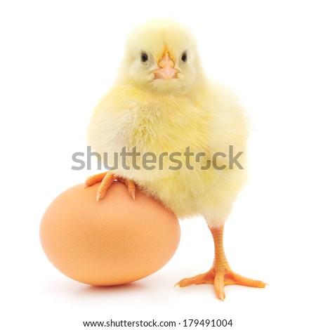 brown egg and chicken isolated on a white background