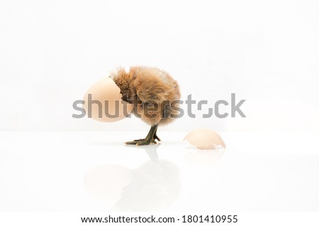 brown egg and chicken isolated on a white background,Small chicks and egg shells.