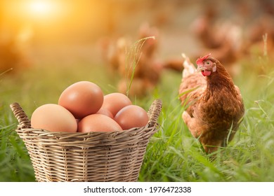 Brown eggs in basket and There was hen standing on side isolated on Grass background, concept Eggs Fresh from farm