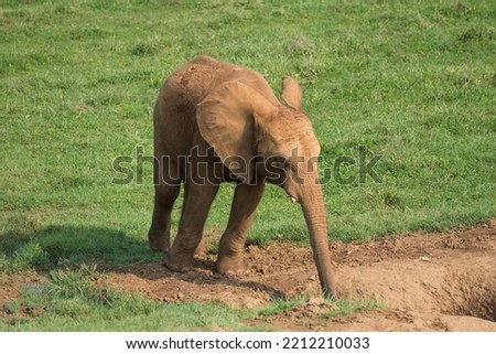 brown elephant drinking water from a pond in the ground with its trunk 