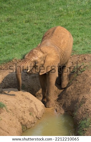 brown elephant drinking water from a pond in the ground with its trunk 